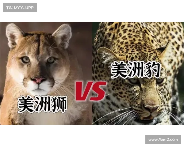 “美洲狮”大战“美洲豹”,谁才是真正的美洲霸主? “美洲狮”大战“美洲豹”,谁才是真正的美洲霸主?